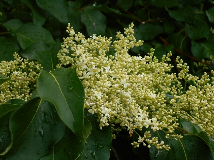 Сирень амурская