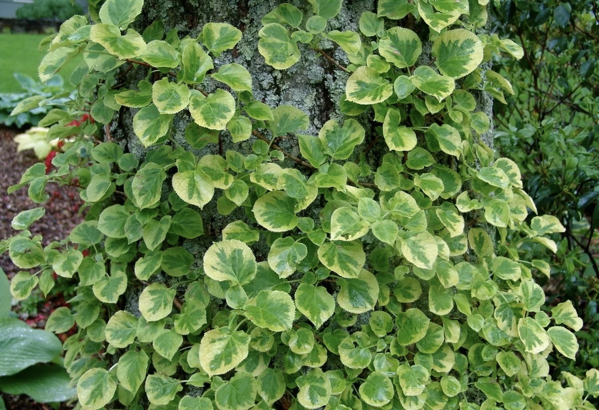 Гортензия черешковая Гортензия черешковая