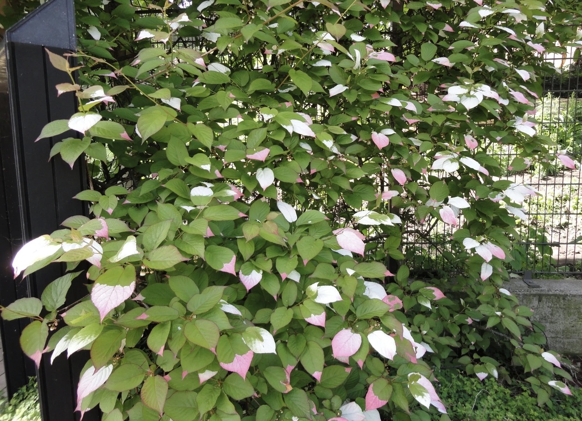 Актинидия полигамная