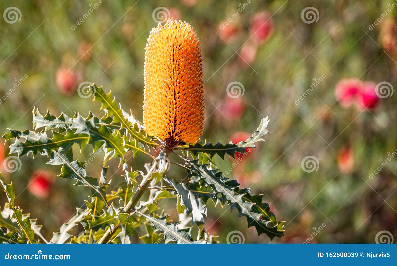 Банксия пильчатая Банксия пильчатая