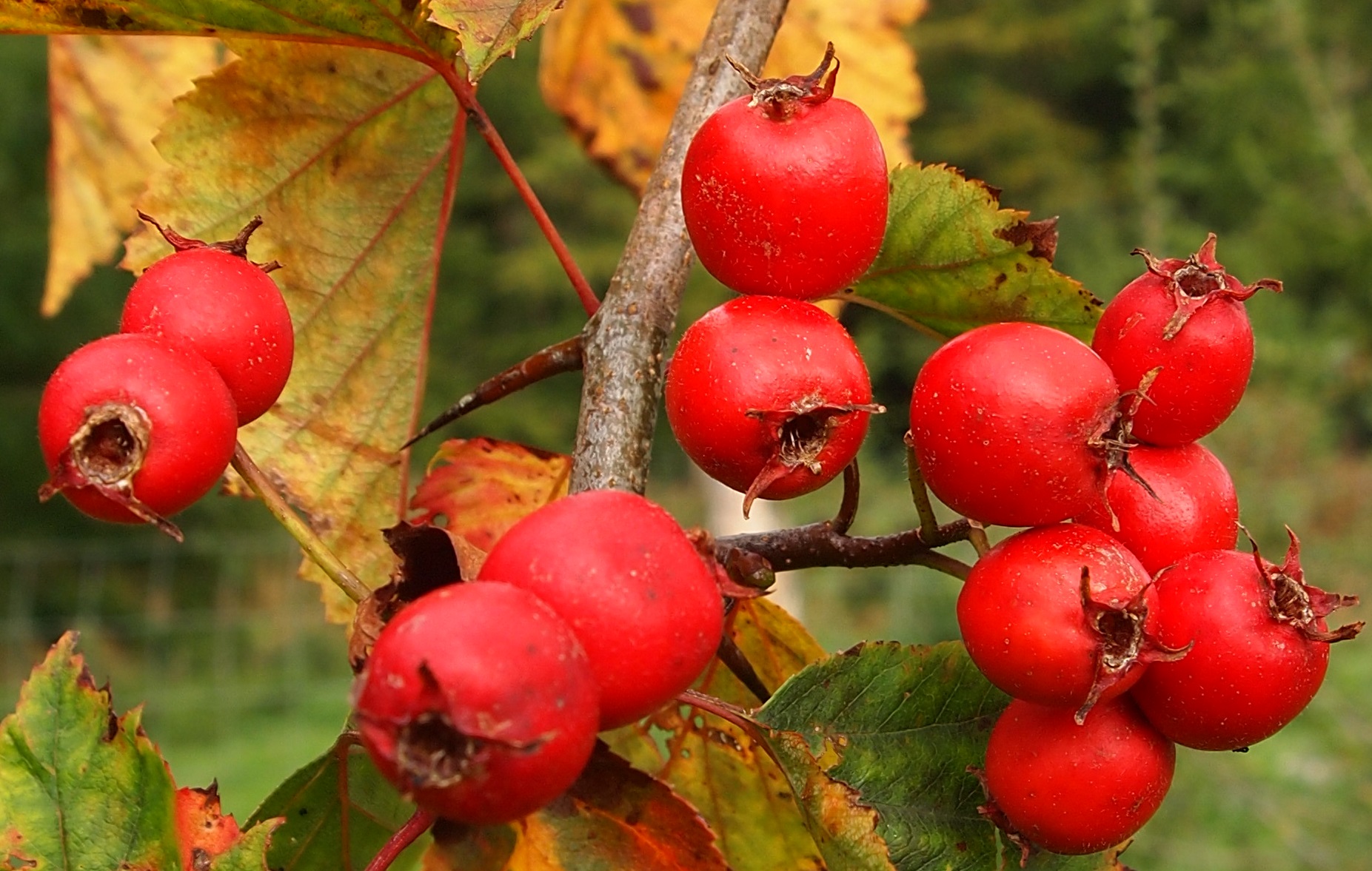 Боярышник кроваво-красный