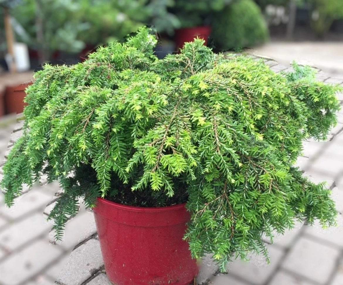 Тсуга Тсуга