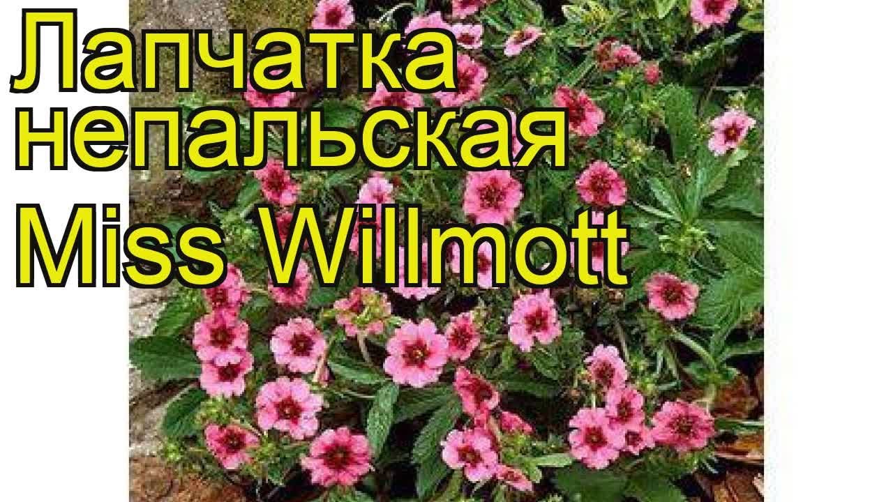 Лапчатка непальская
