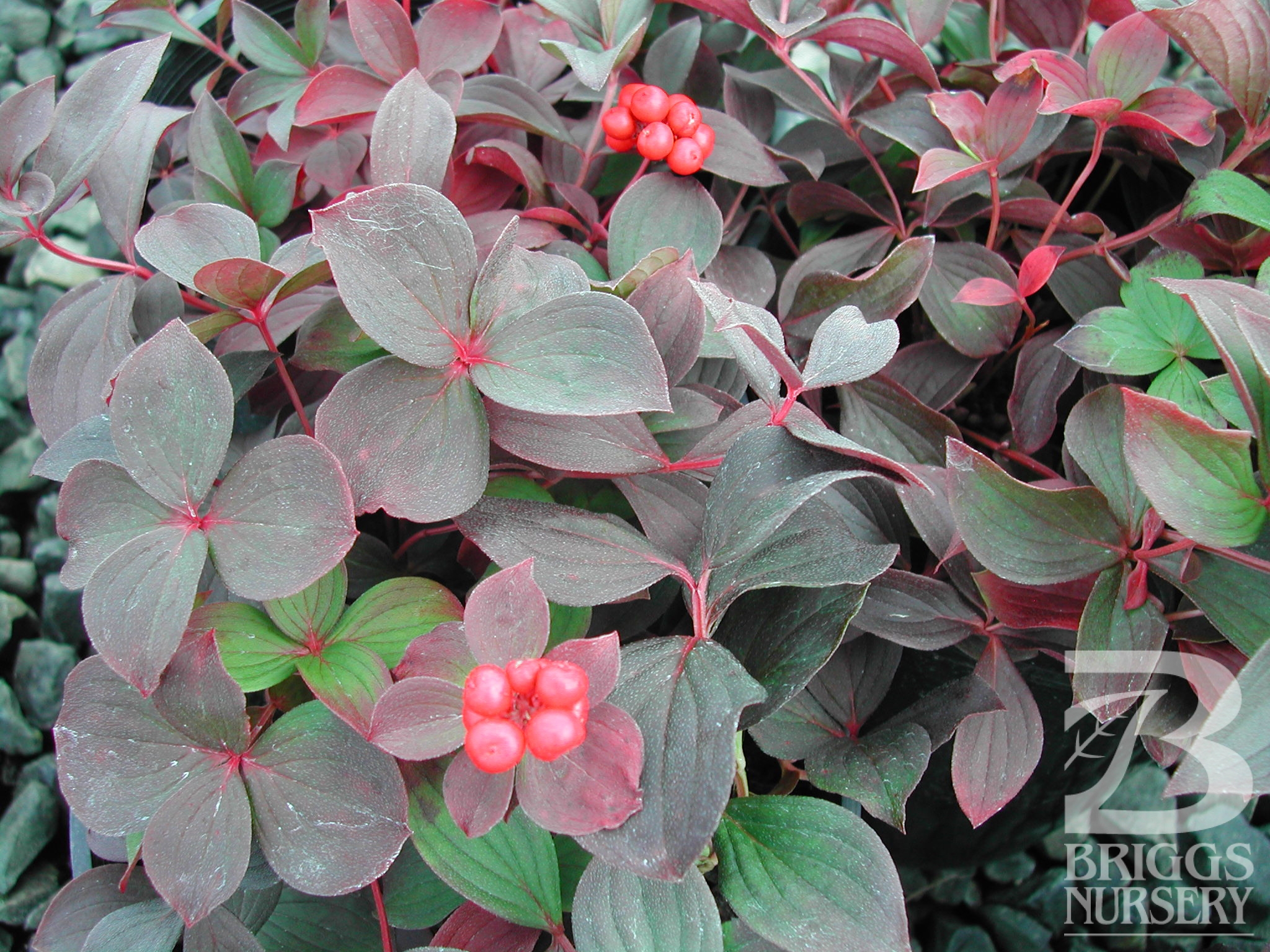 Дерен канадский Дерен канадский