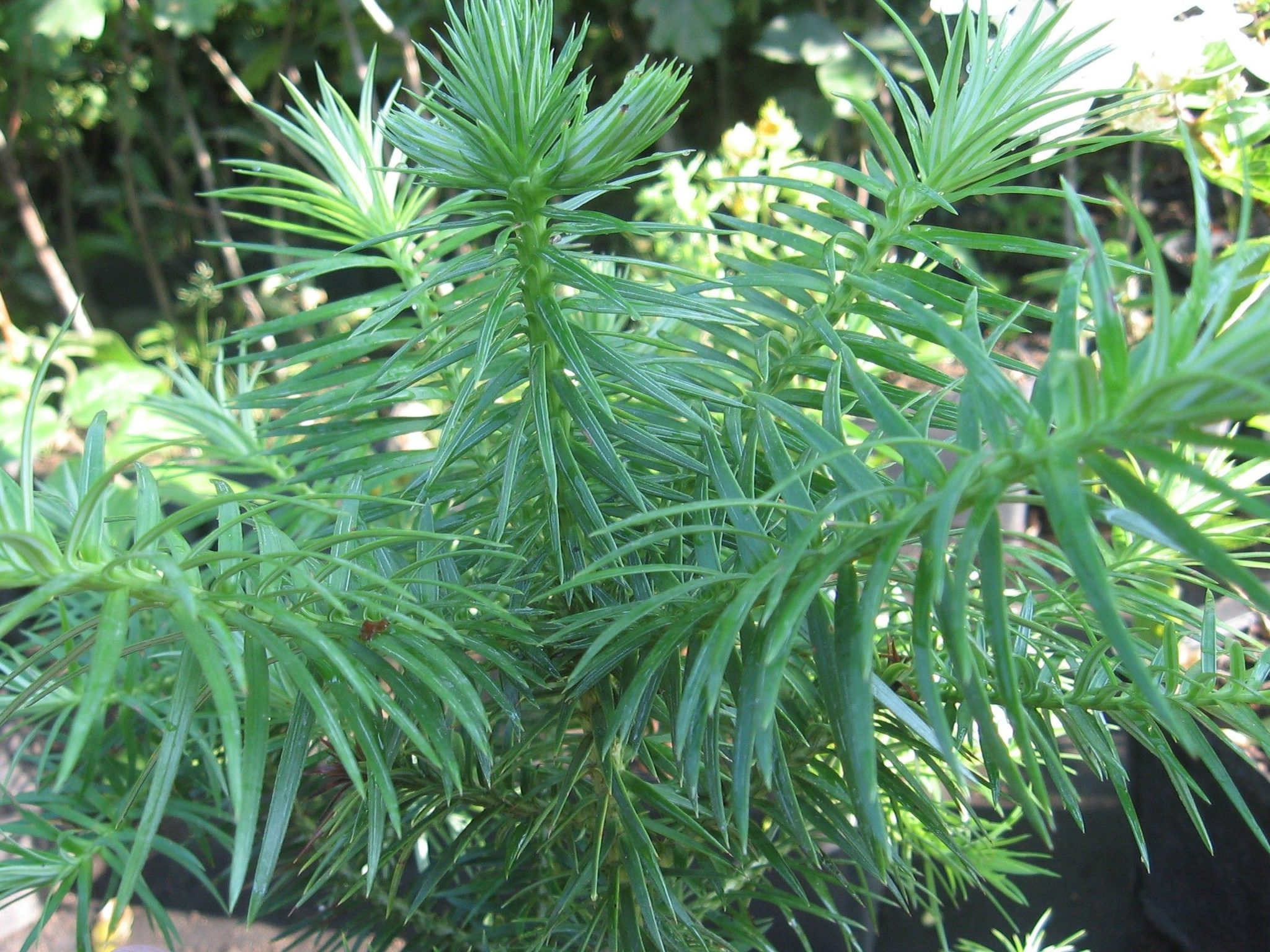 Куннингамия