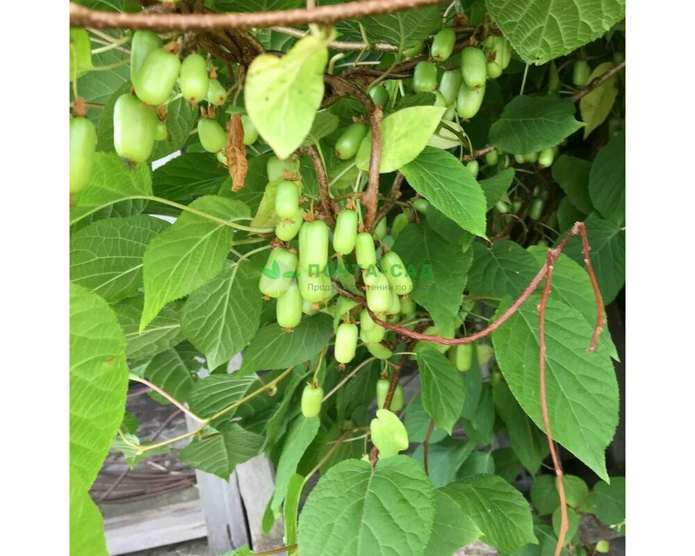 Актинидия коломикта