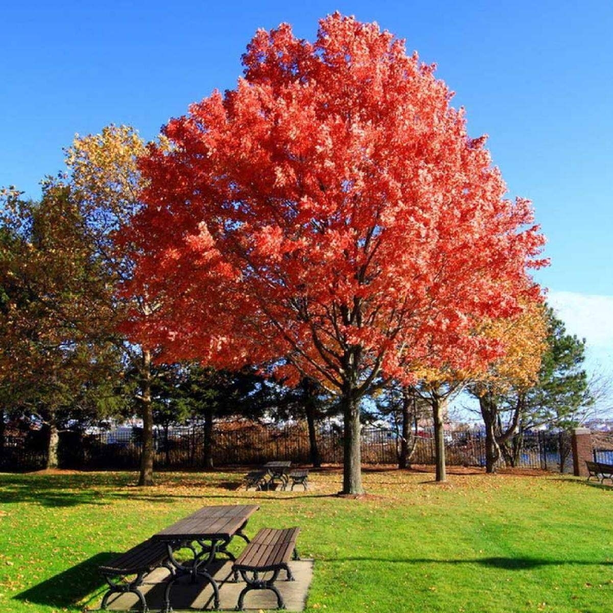 Дуб красный Дуб красный