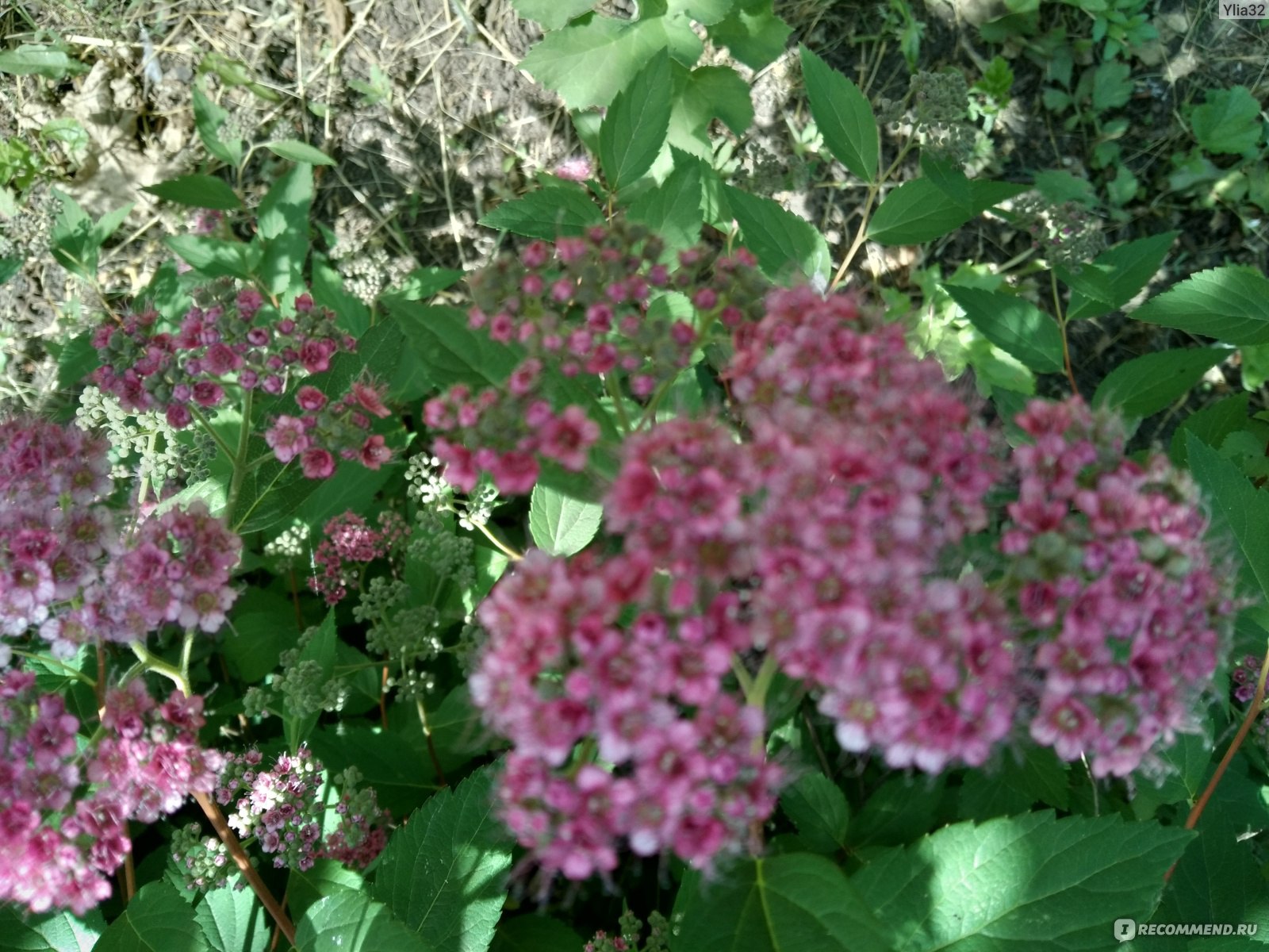 Сирень китайская