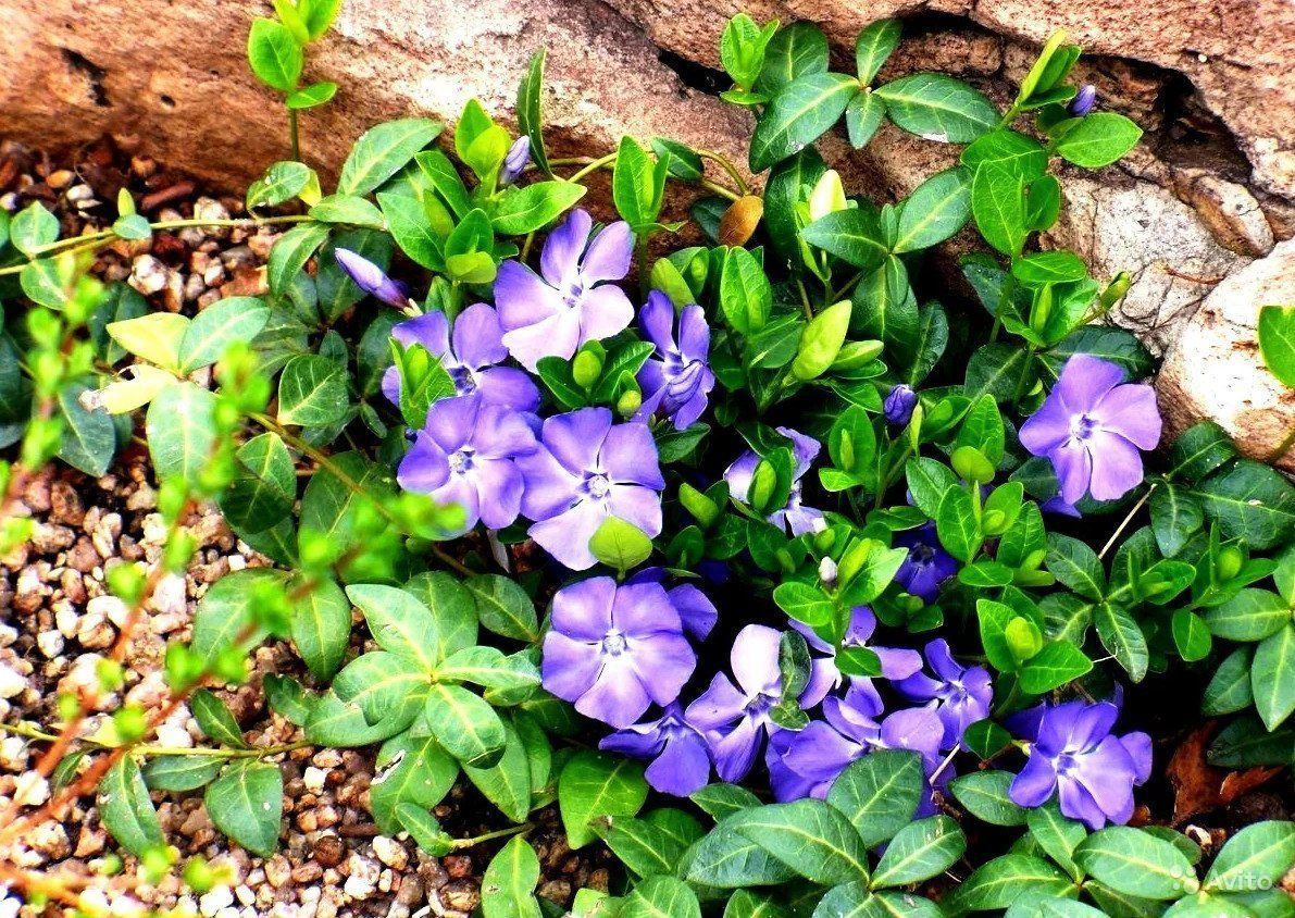 Барвинок малый