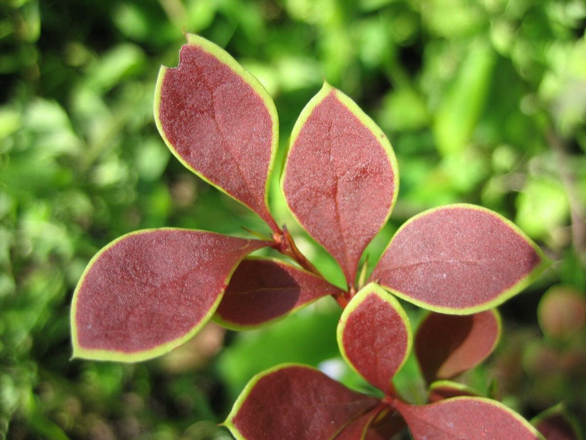 Барбарис канадский