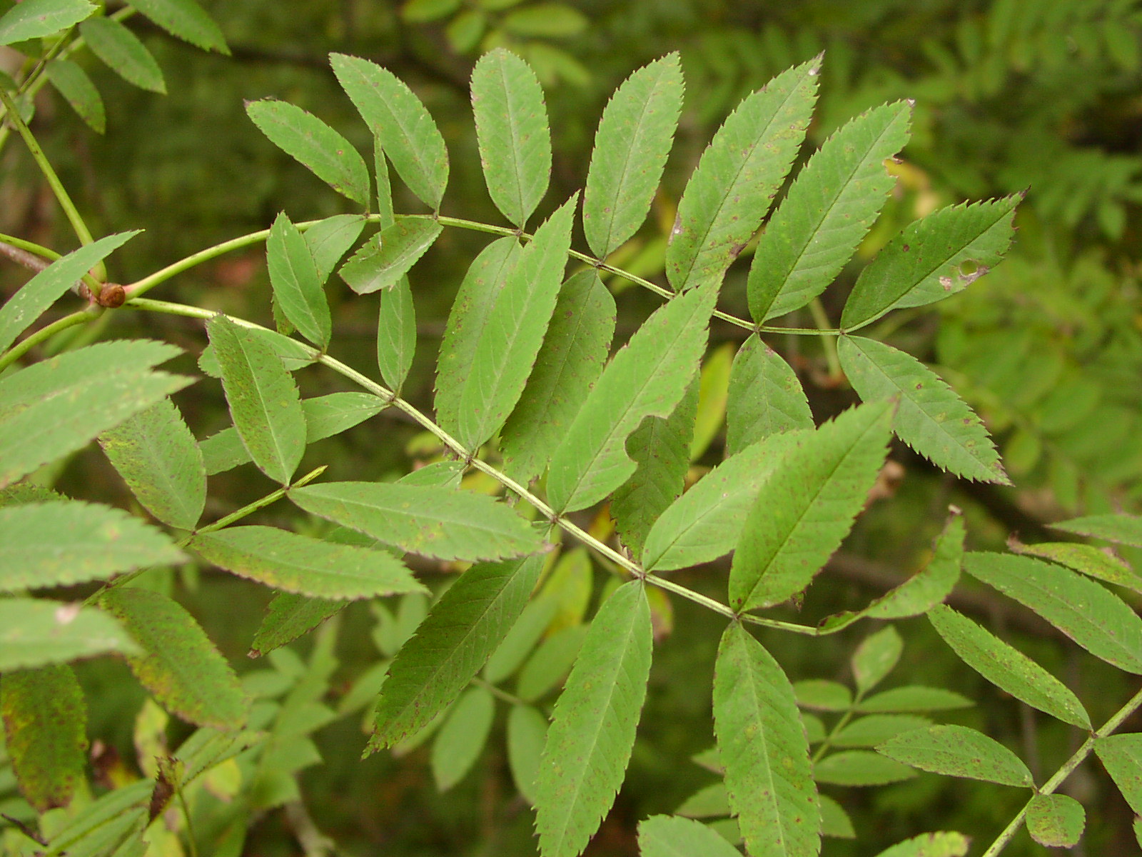 Рябина смешанная