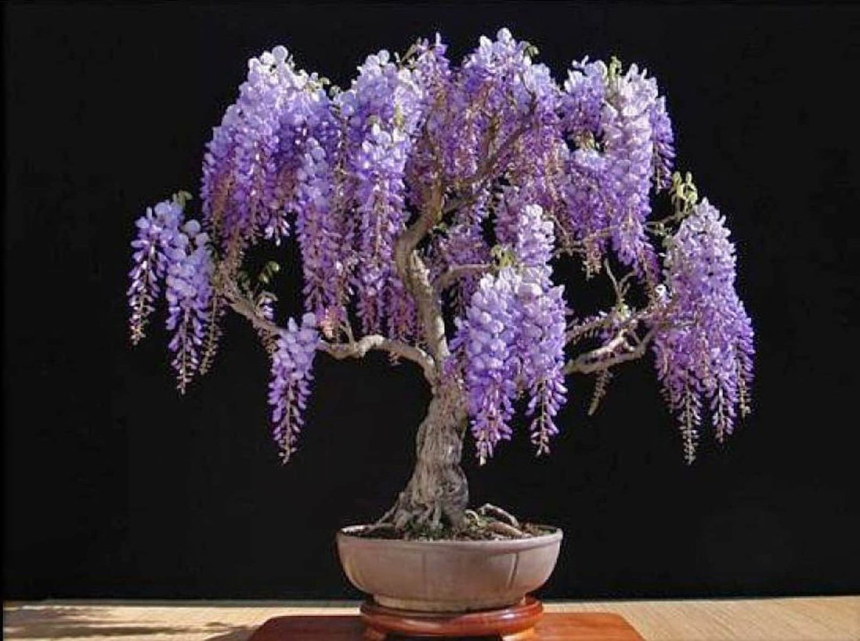 Глициния китайская Глициния китайская