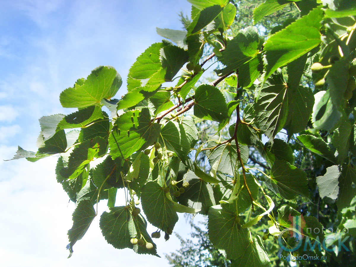 Липа серебристая Липа серебристая