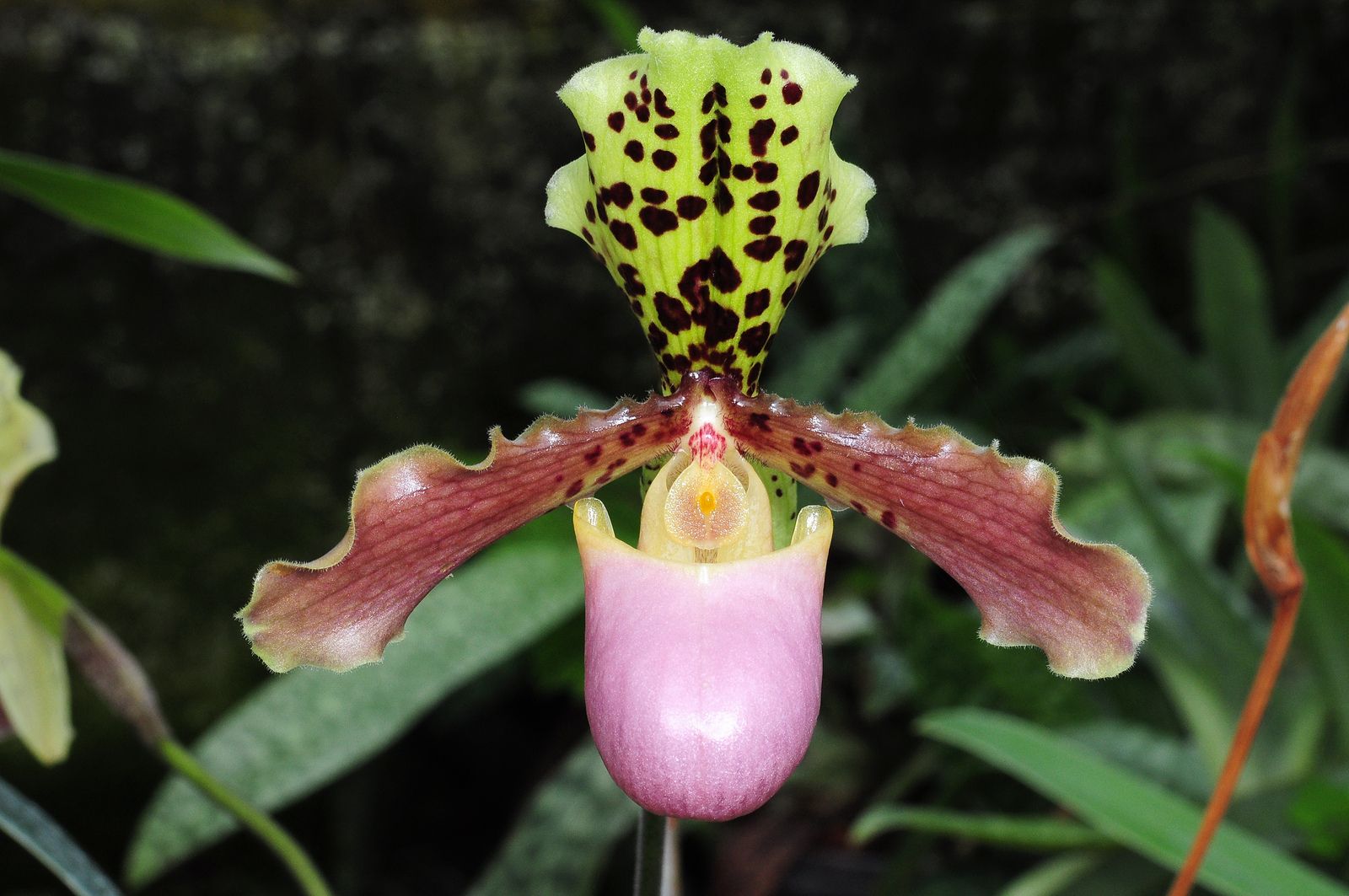 Башмачок Генри