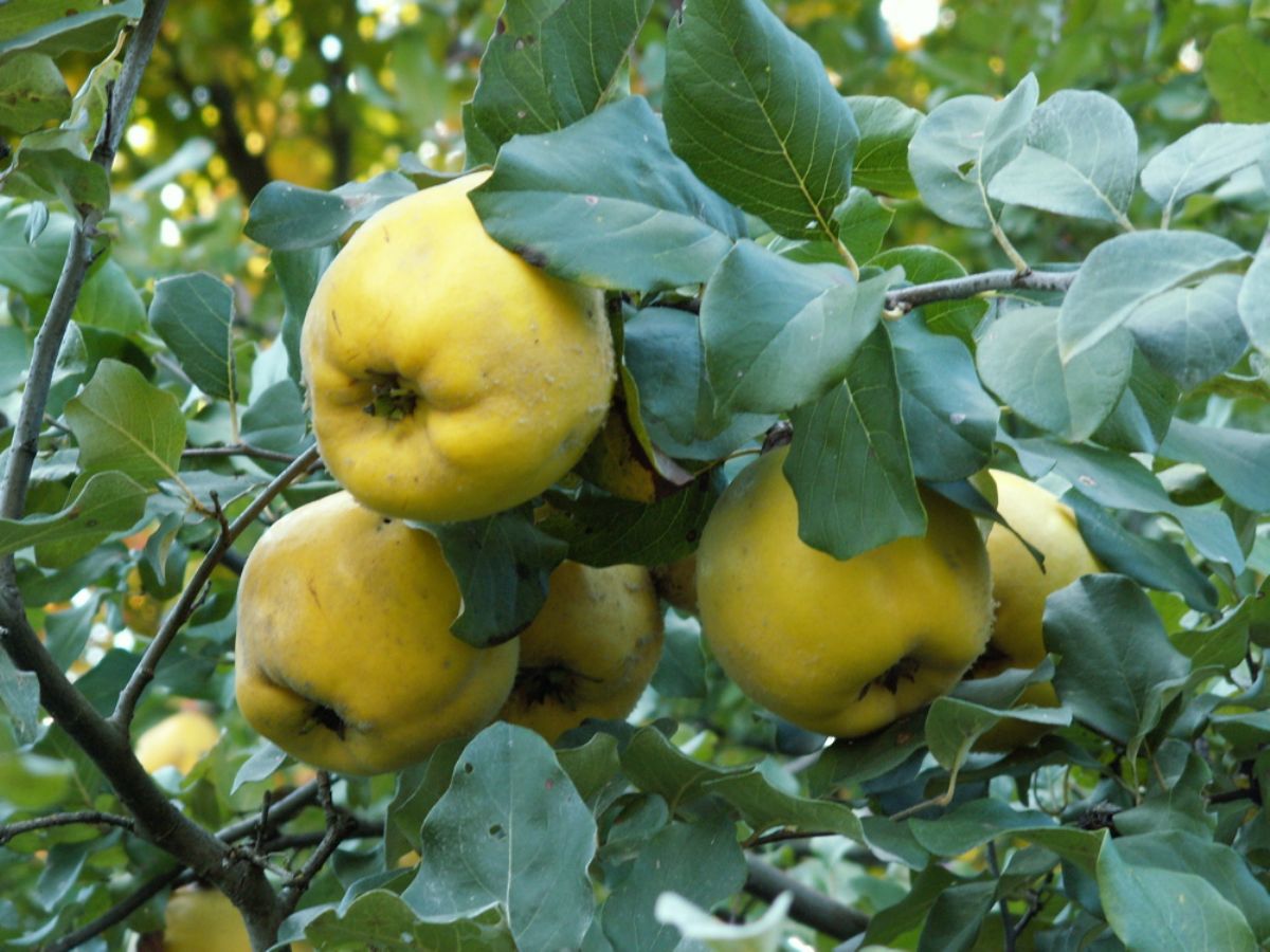 Айва грушевидная