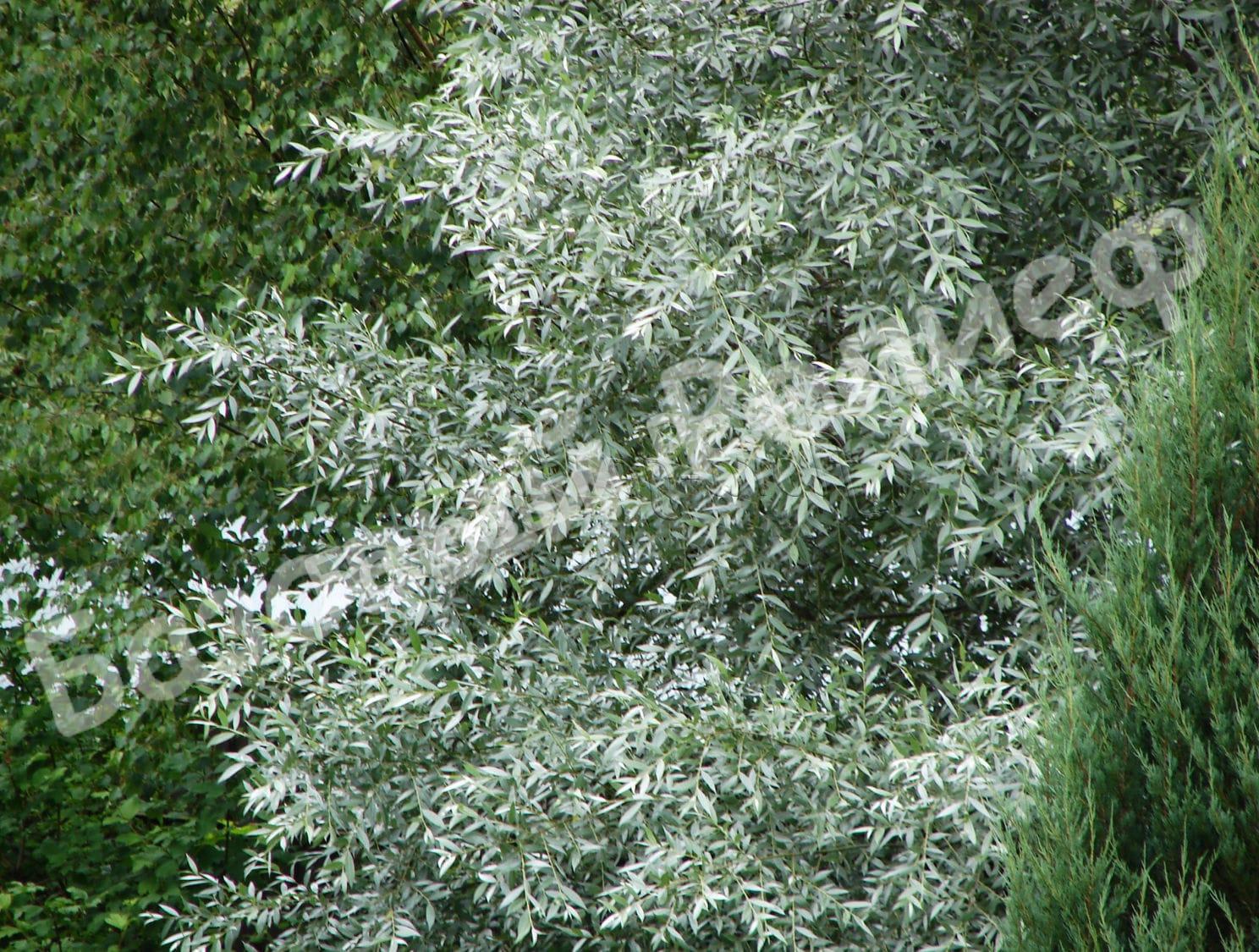 Ива пепельная