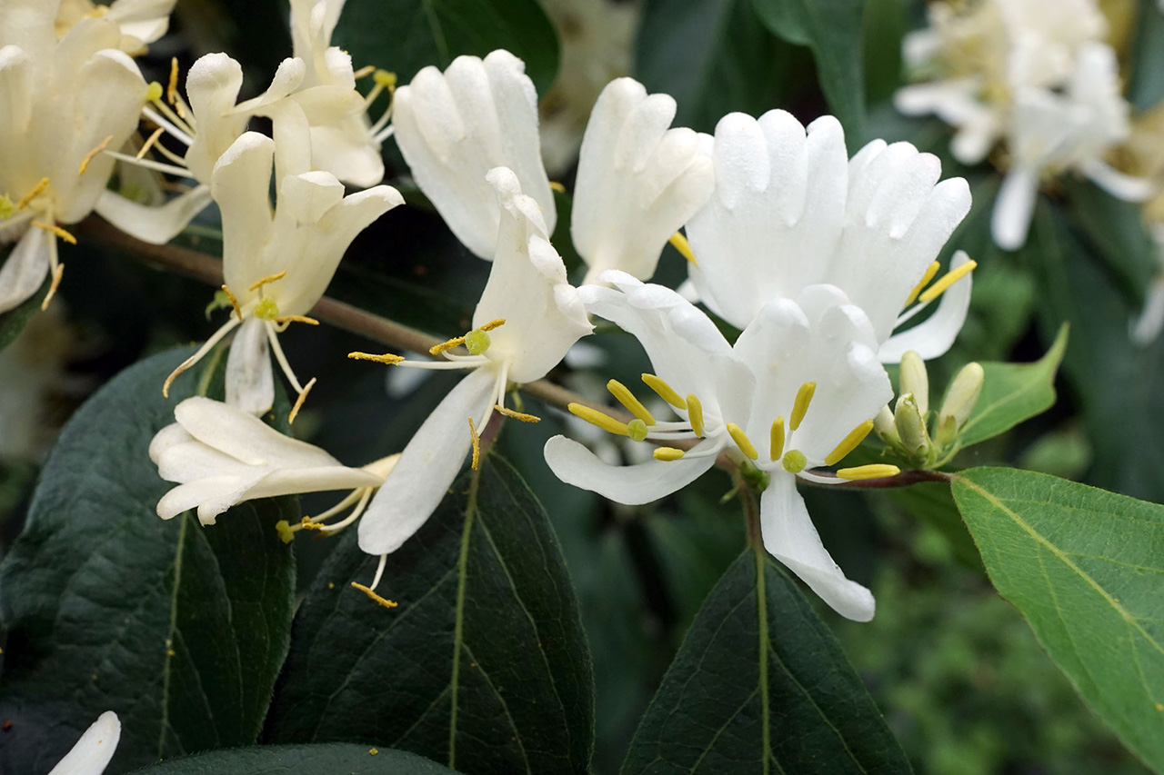 Жимолость Маака