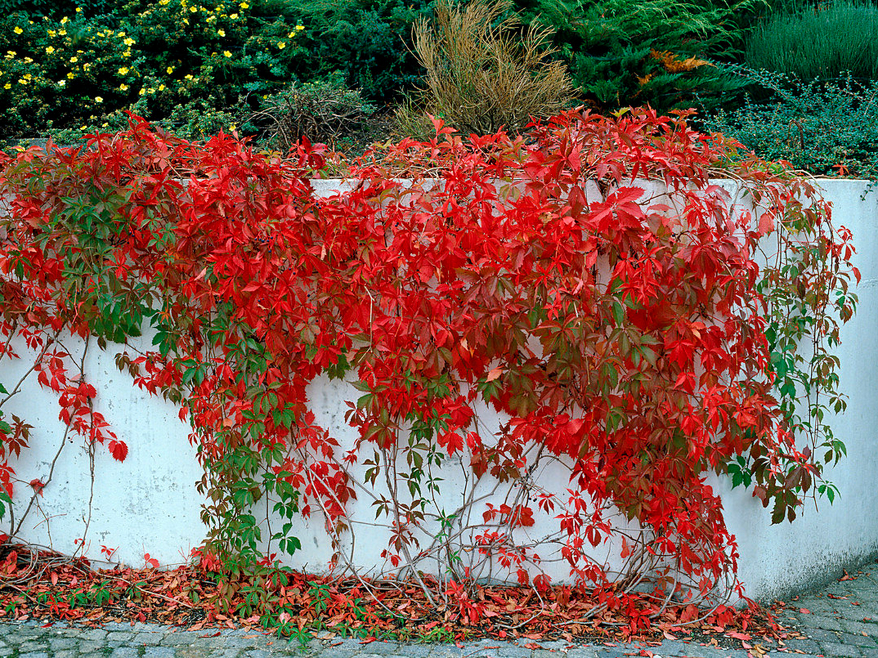 Виноград Тунберга