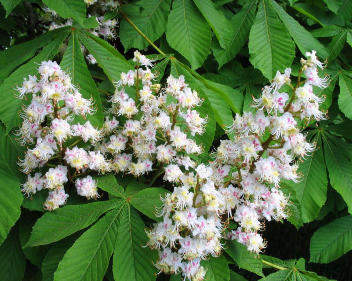 Каштан Сегю