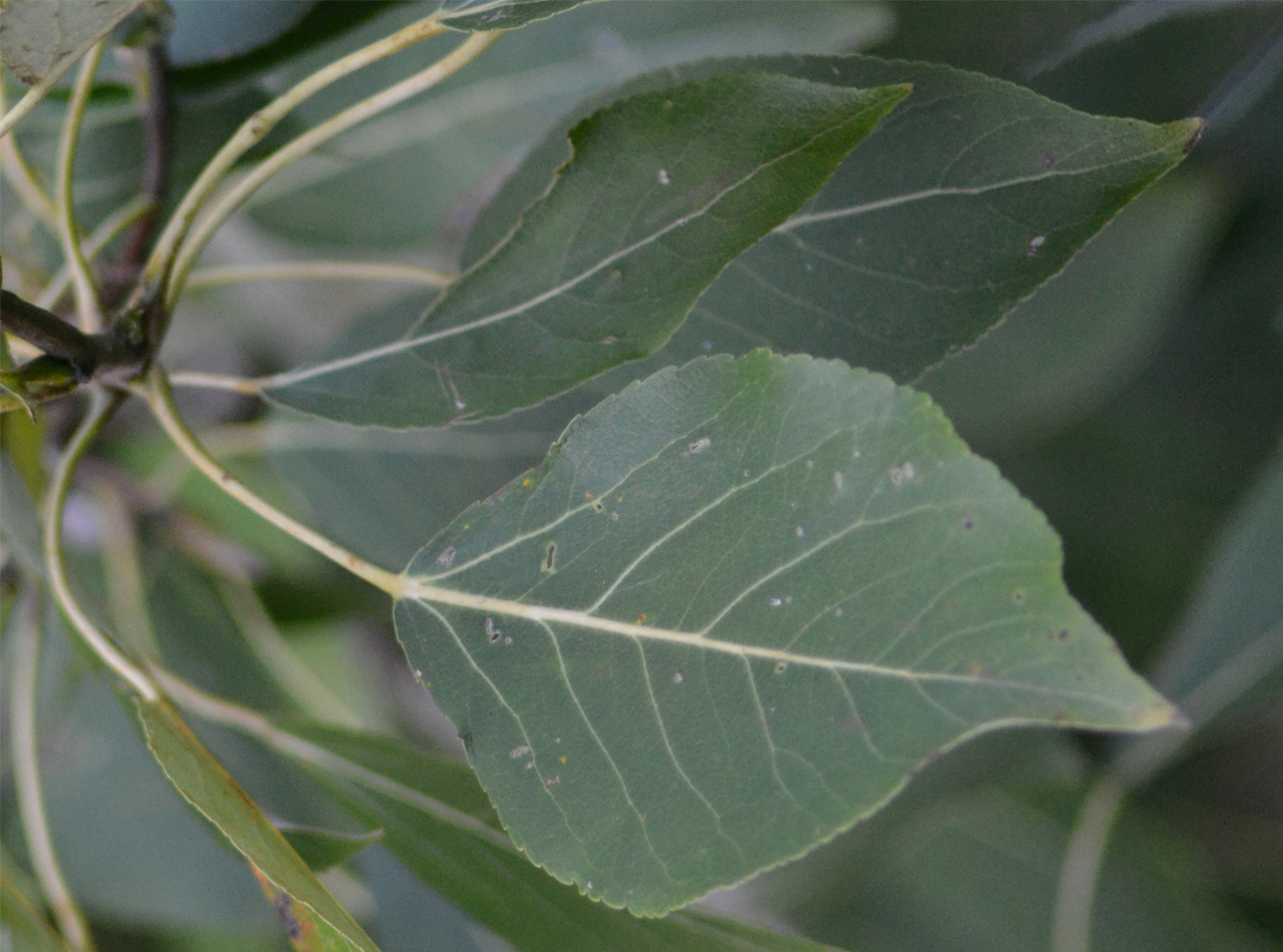 Тополь лавролистный