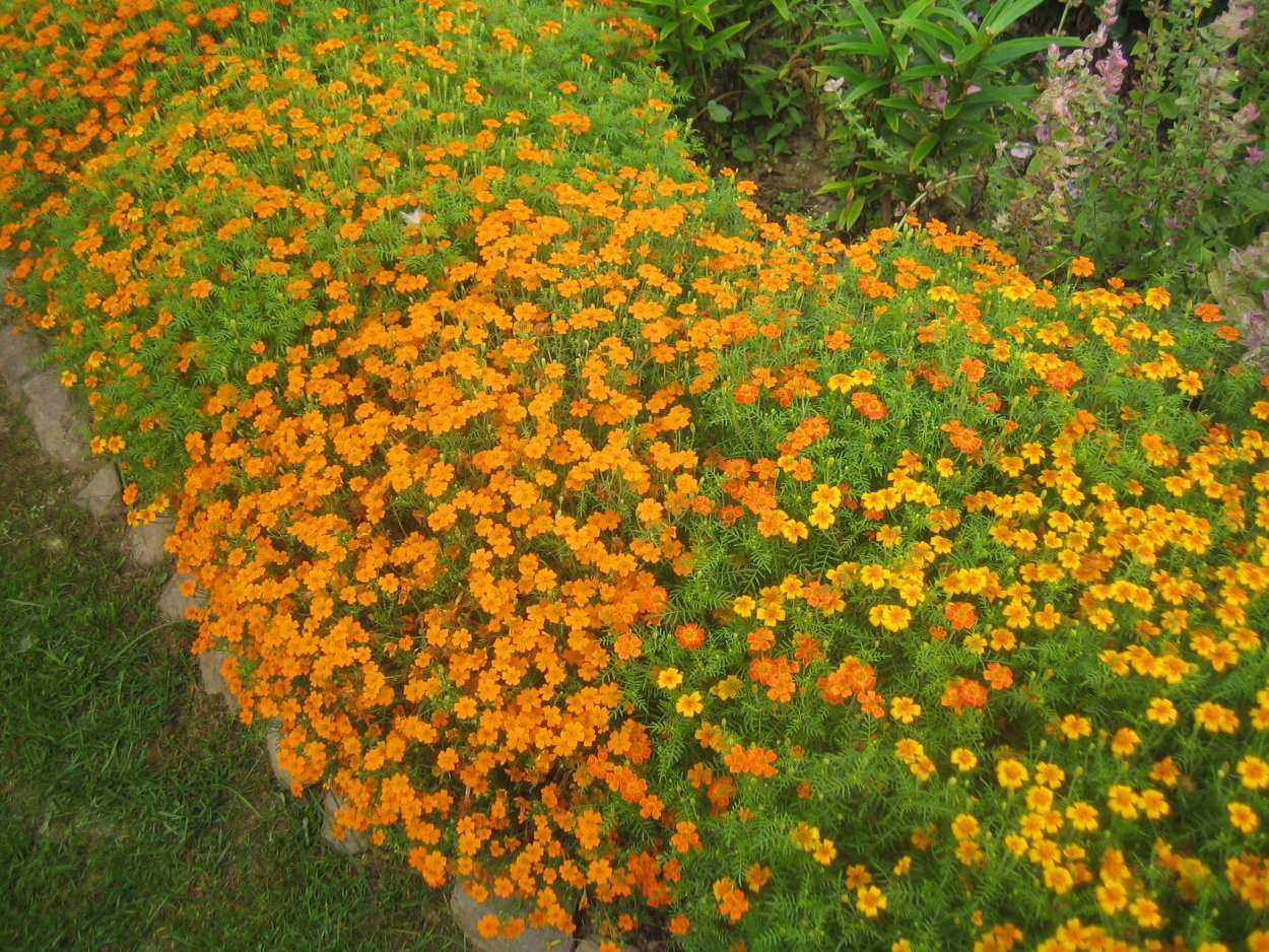 Бархатцы мелкоцветные