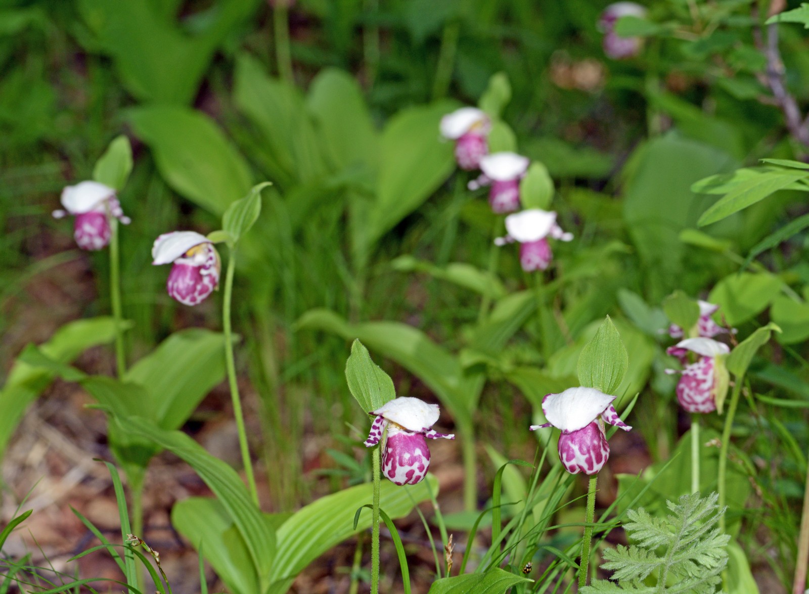 Башмачок капельный