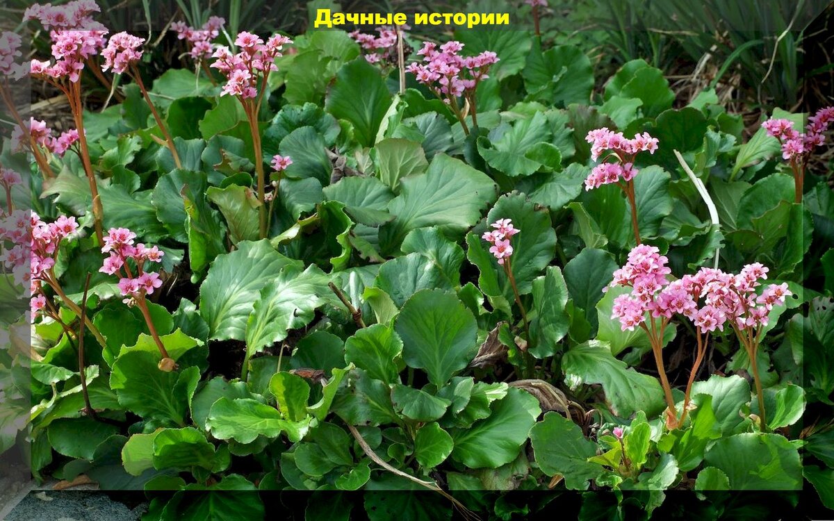 Бадан толстолистный