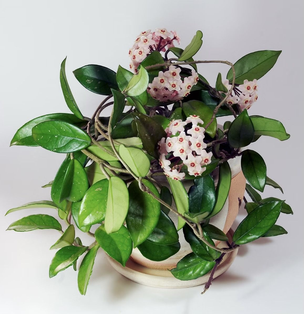 Плющ восковой