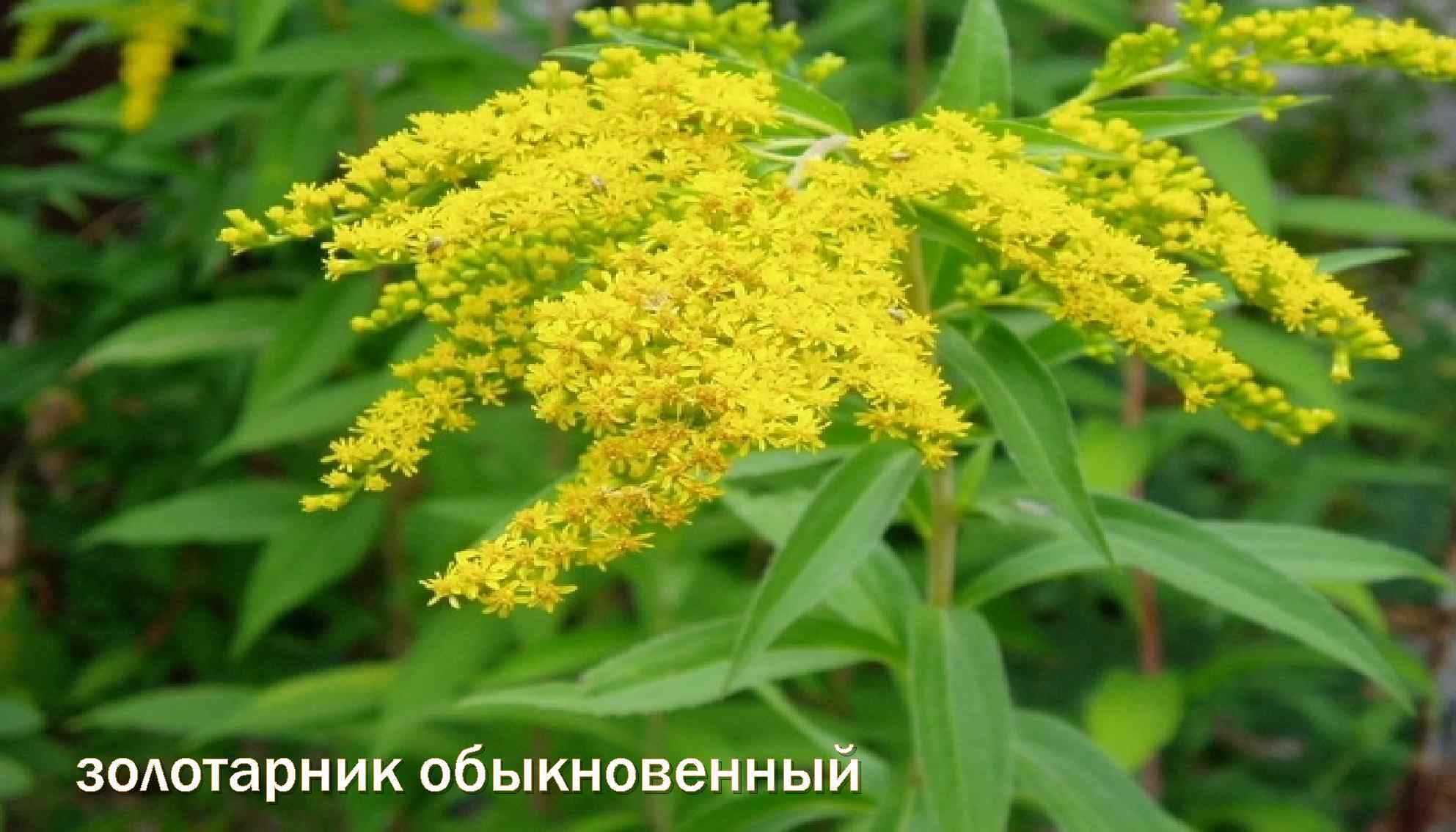 Золотарник