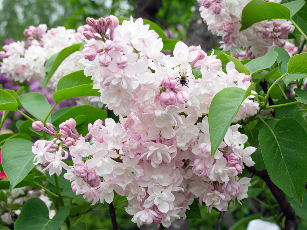 Сирень обыкновенная