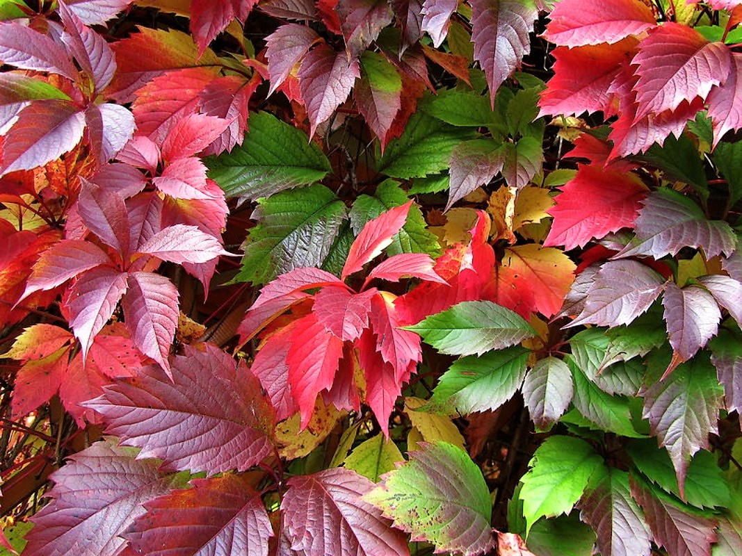 Девичий виноград пурпурный