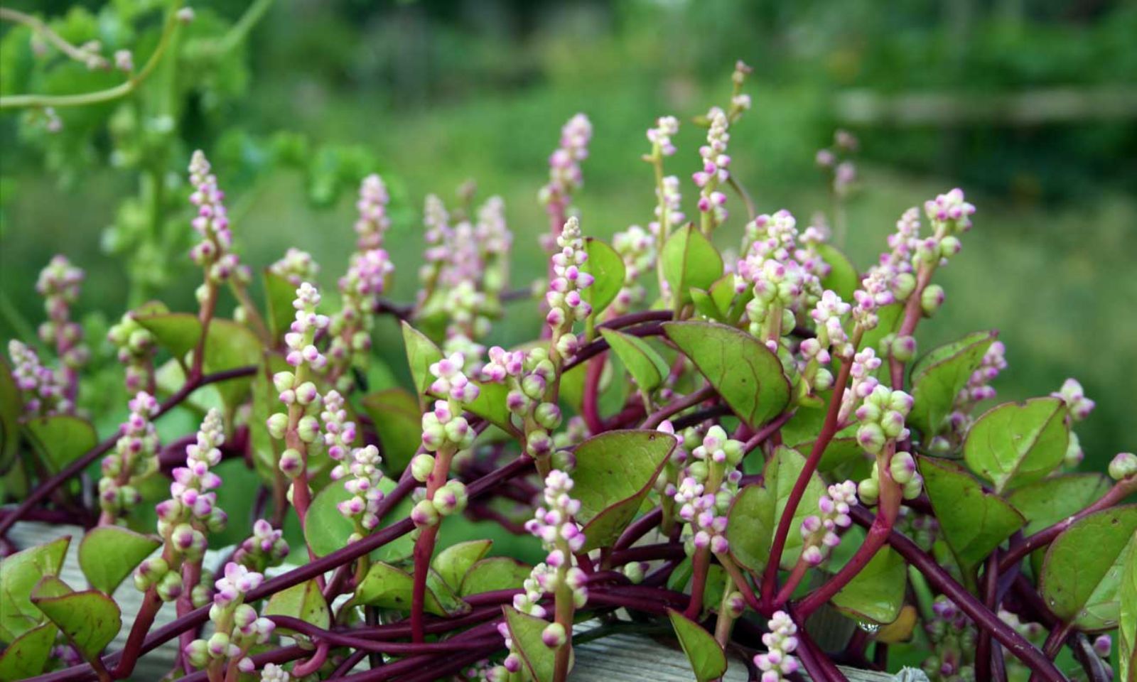 Базелла Базелла