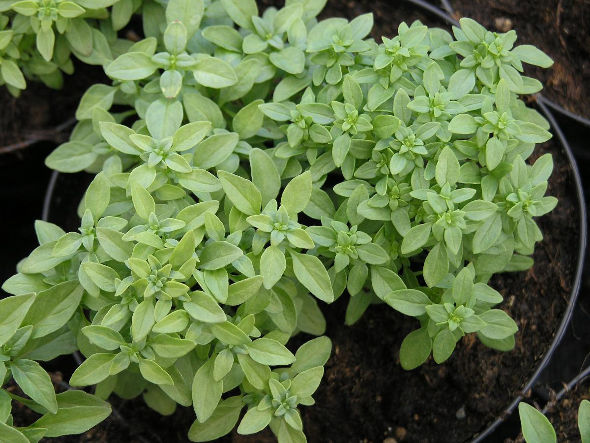 Базилик приятнейший