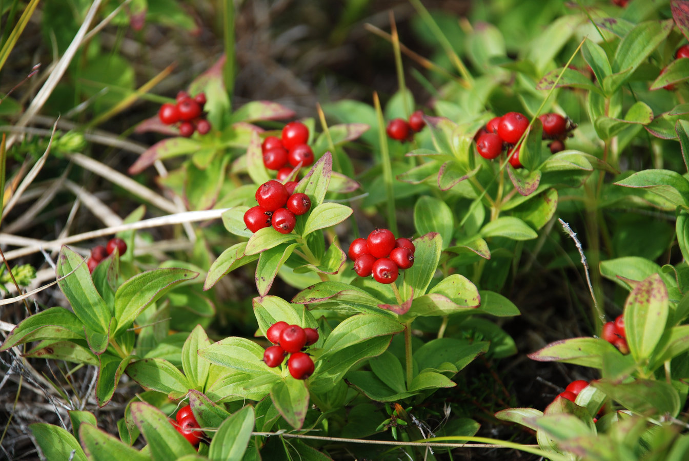 Дерен шведский