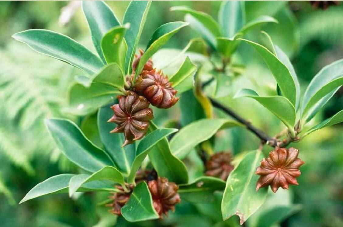 Бадьян настоящий