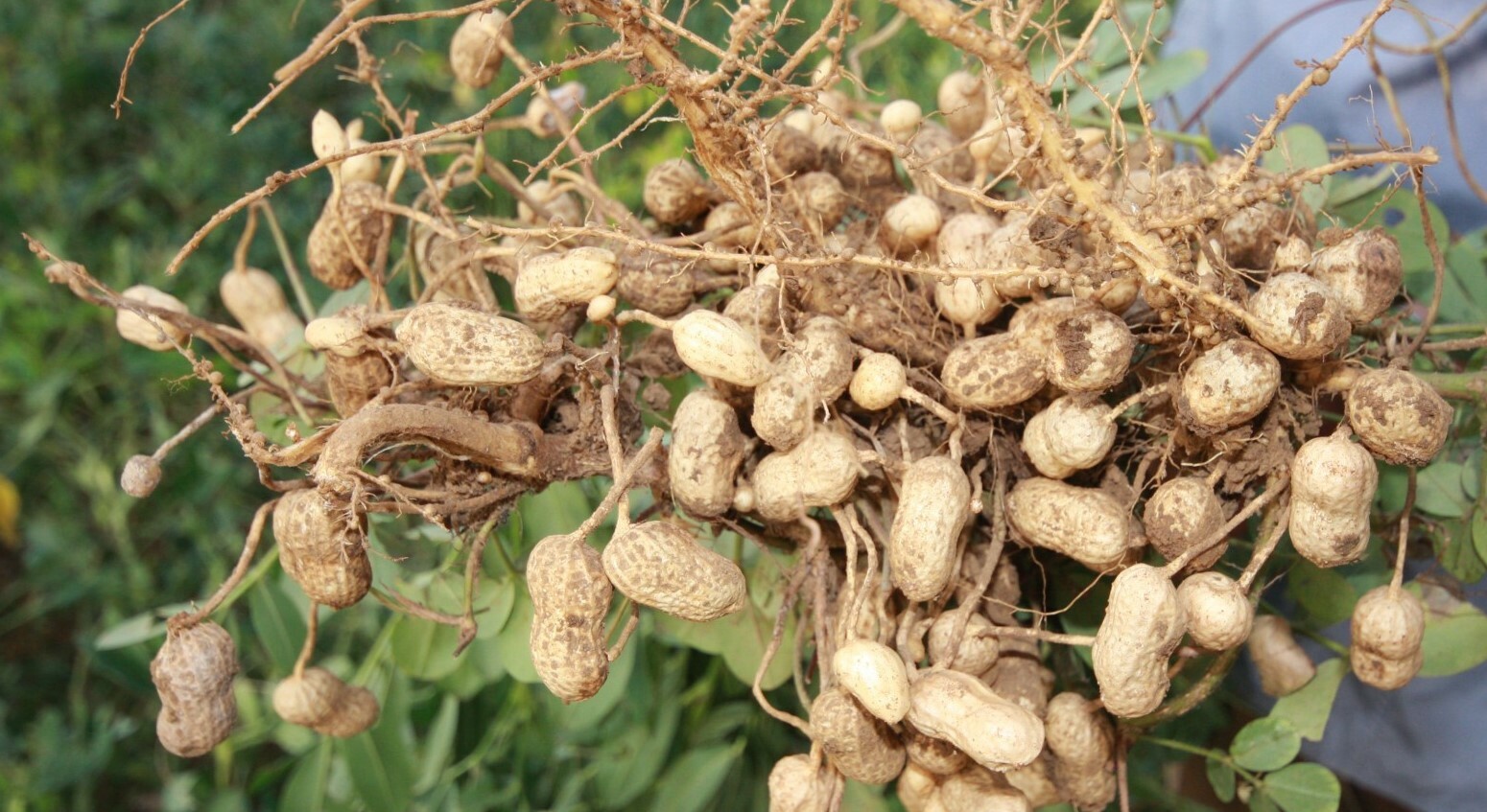 Бамбарский земляной орех