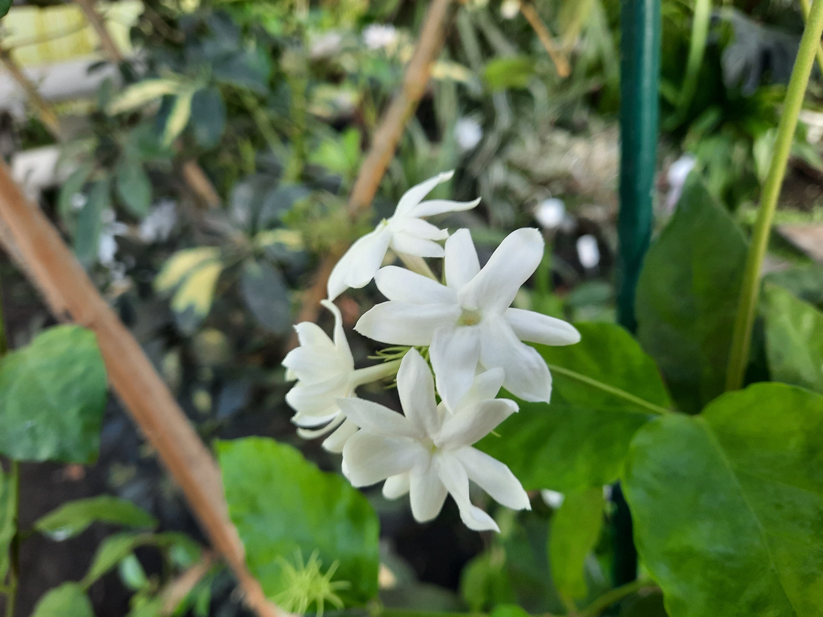 Жасмин самбак