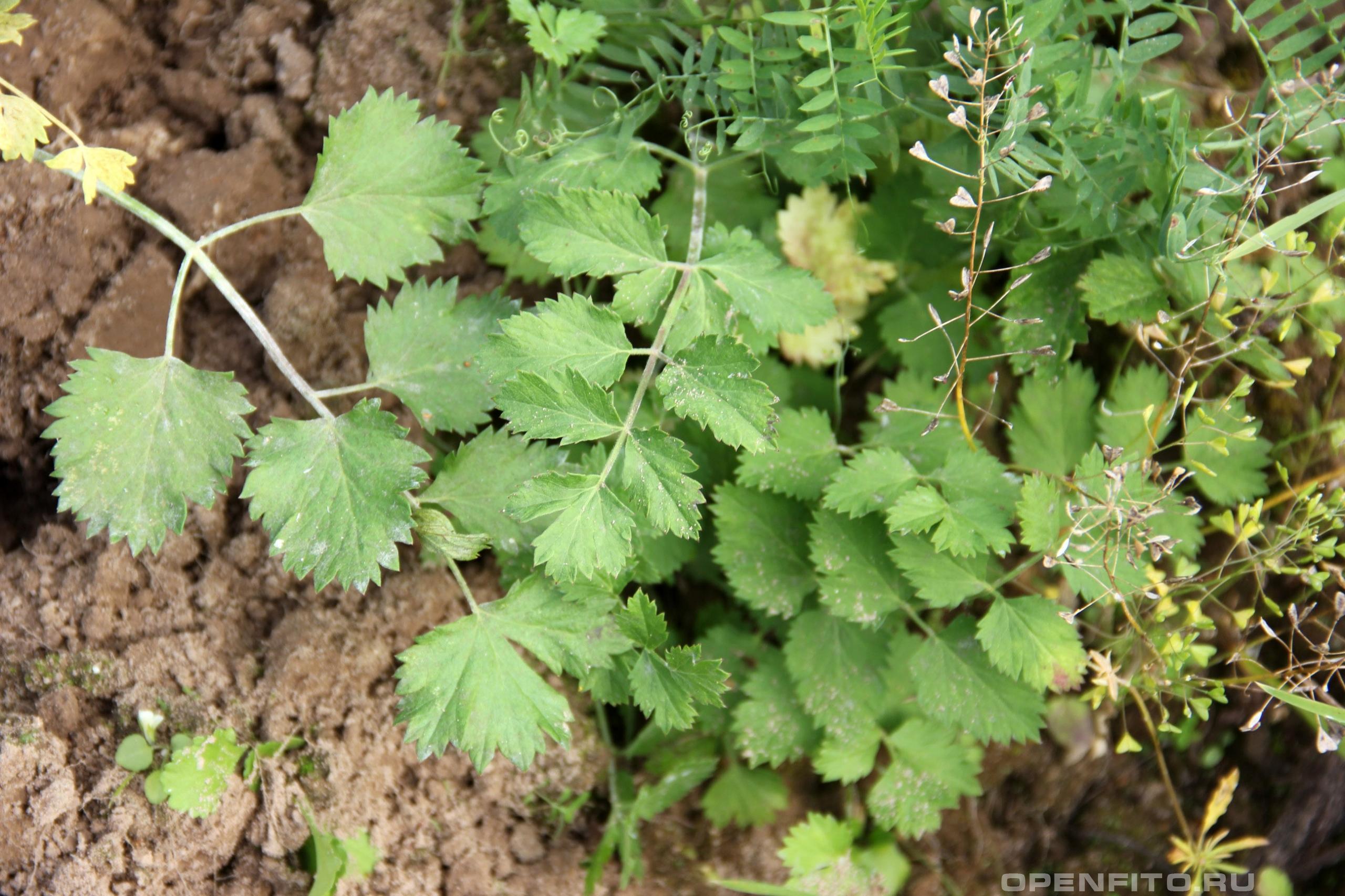 Бедренец разрезной Бедренец разрезной