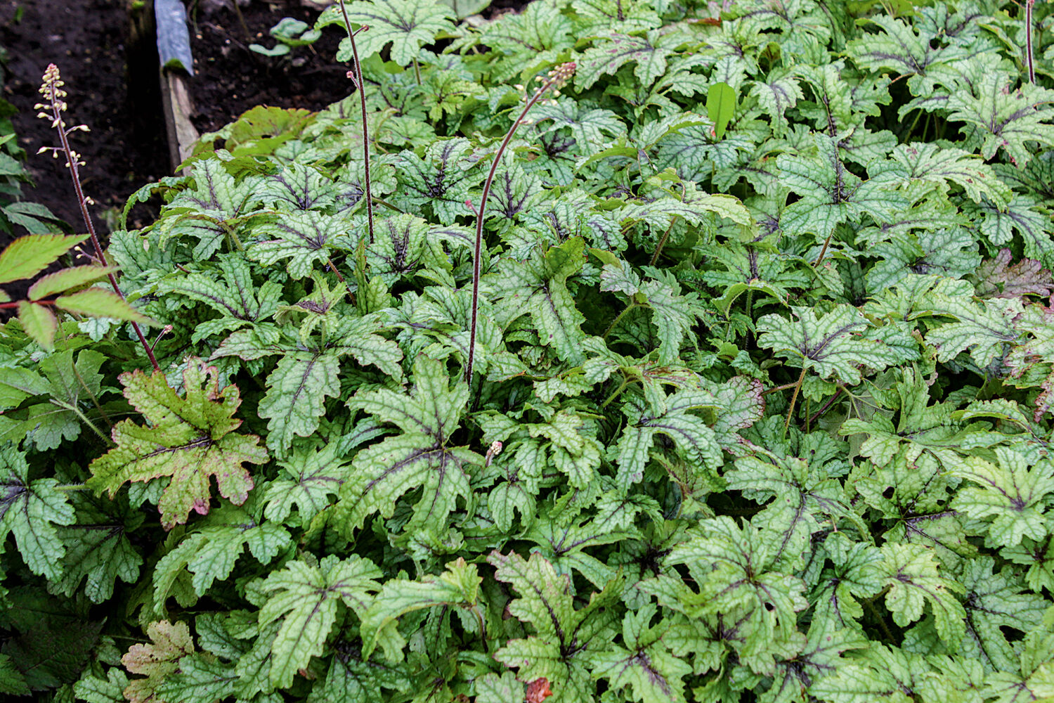 Безвкусница гибридная