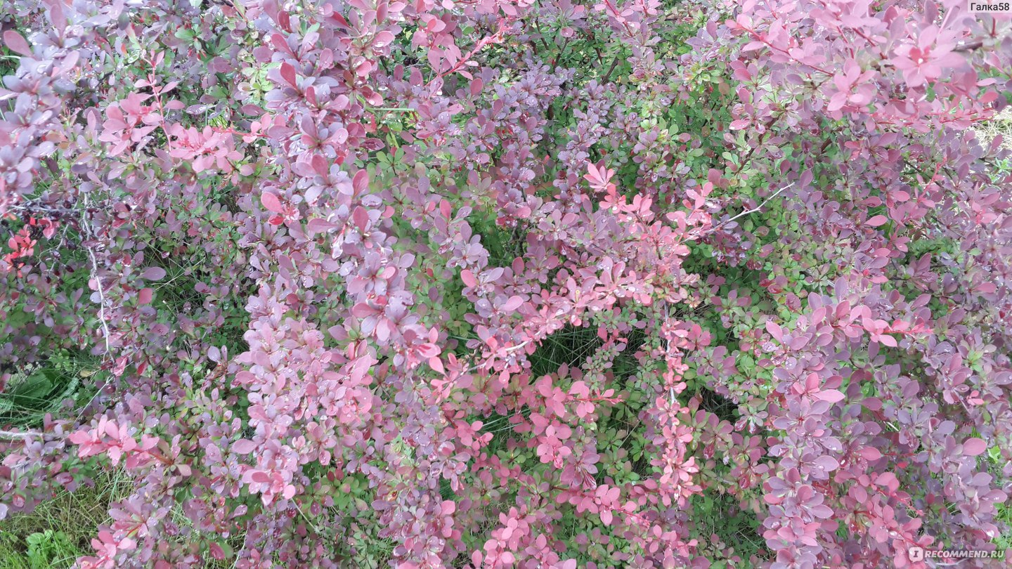 Барбарис Пуаре