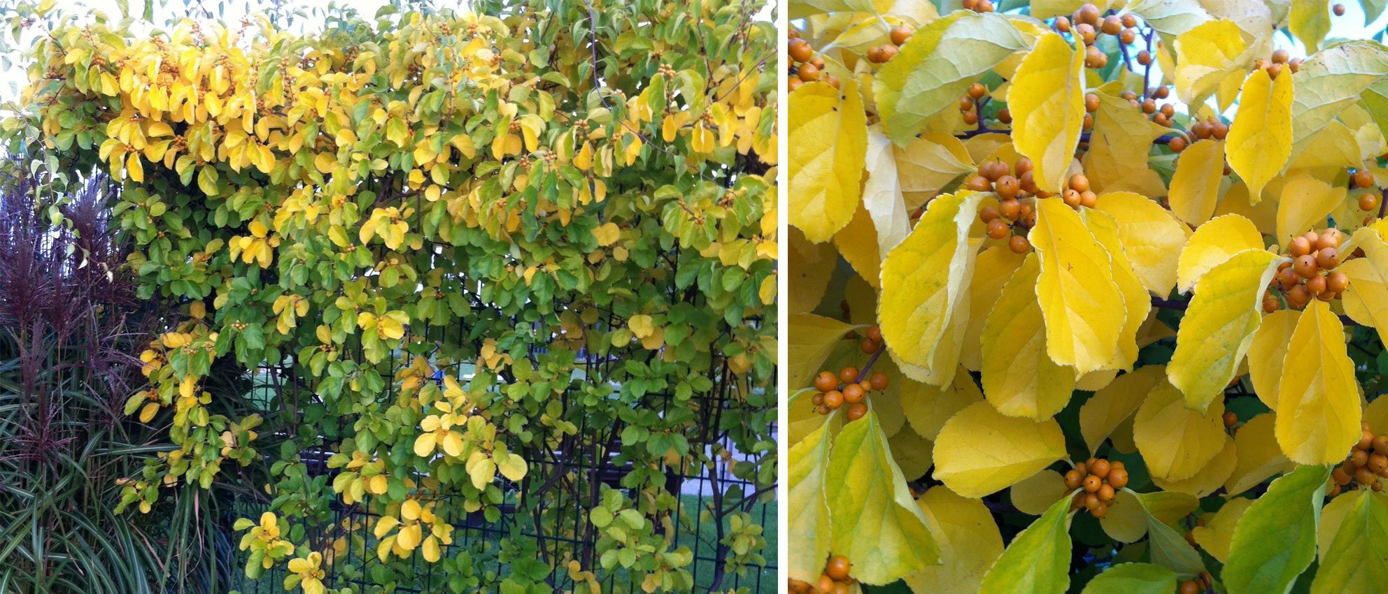 Древогубец Генри