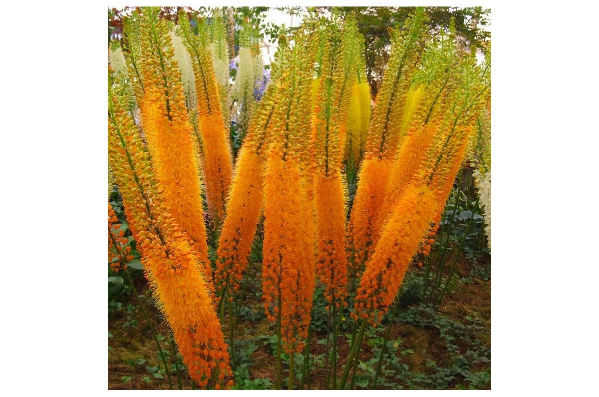 Безвкусница гибридная