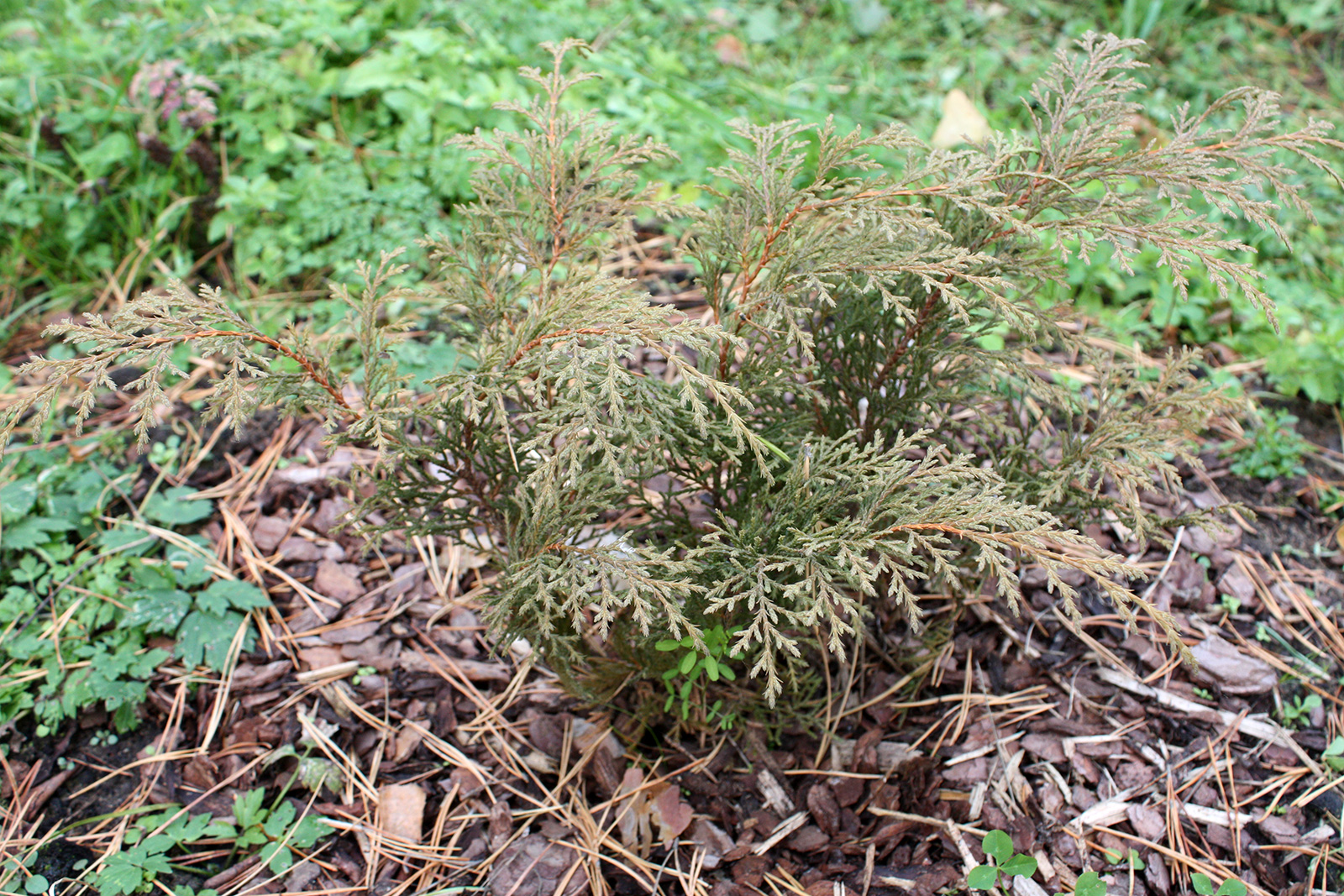 Микробиота