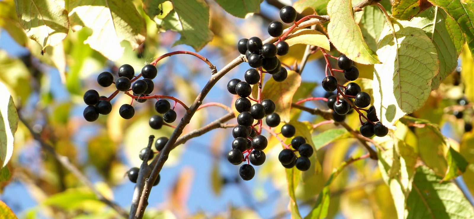 Черемуха сьори