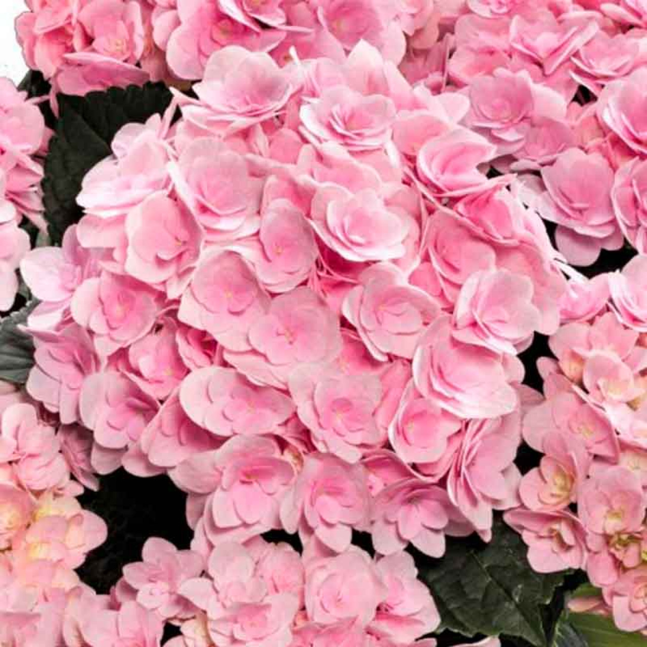 Гортензия крупнолистная