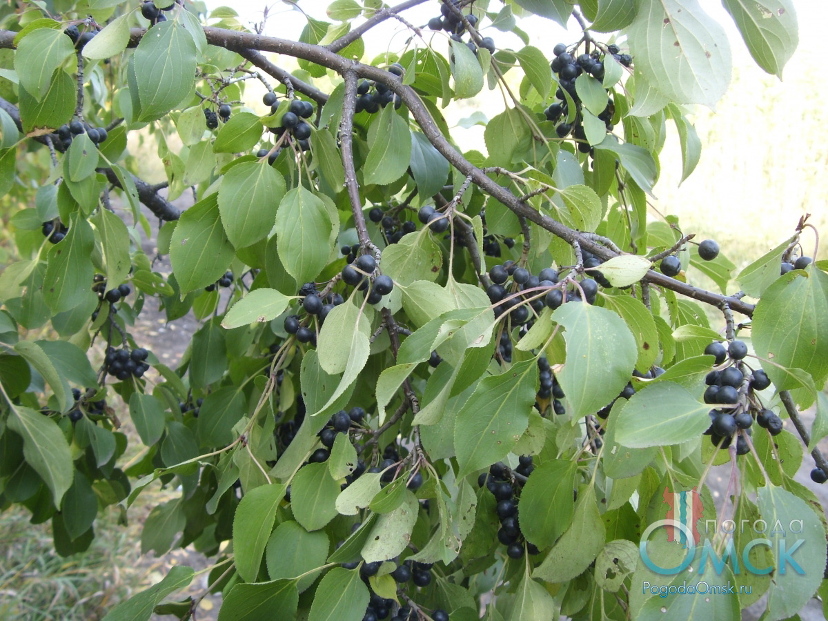 Крушина американская