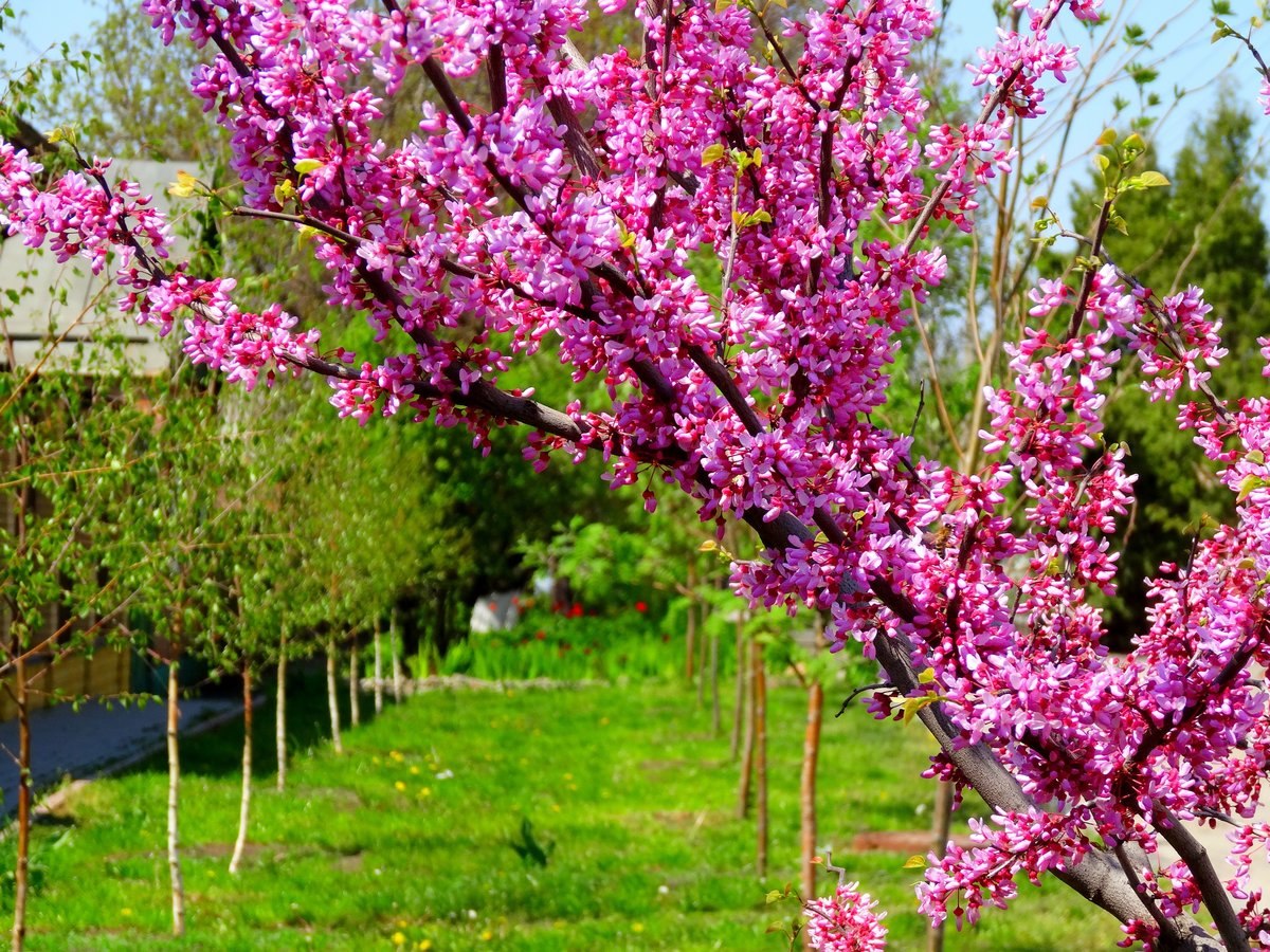 Багрянник китайский