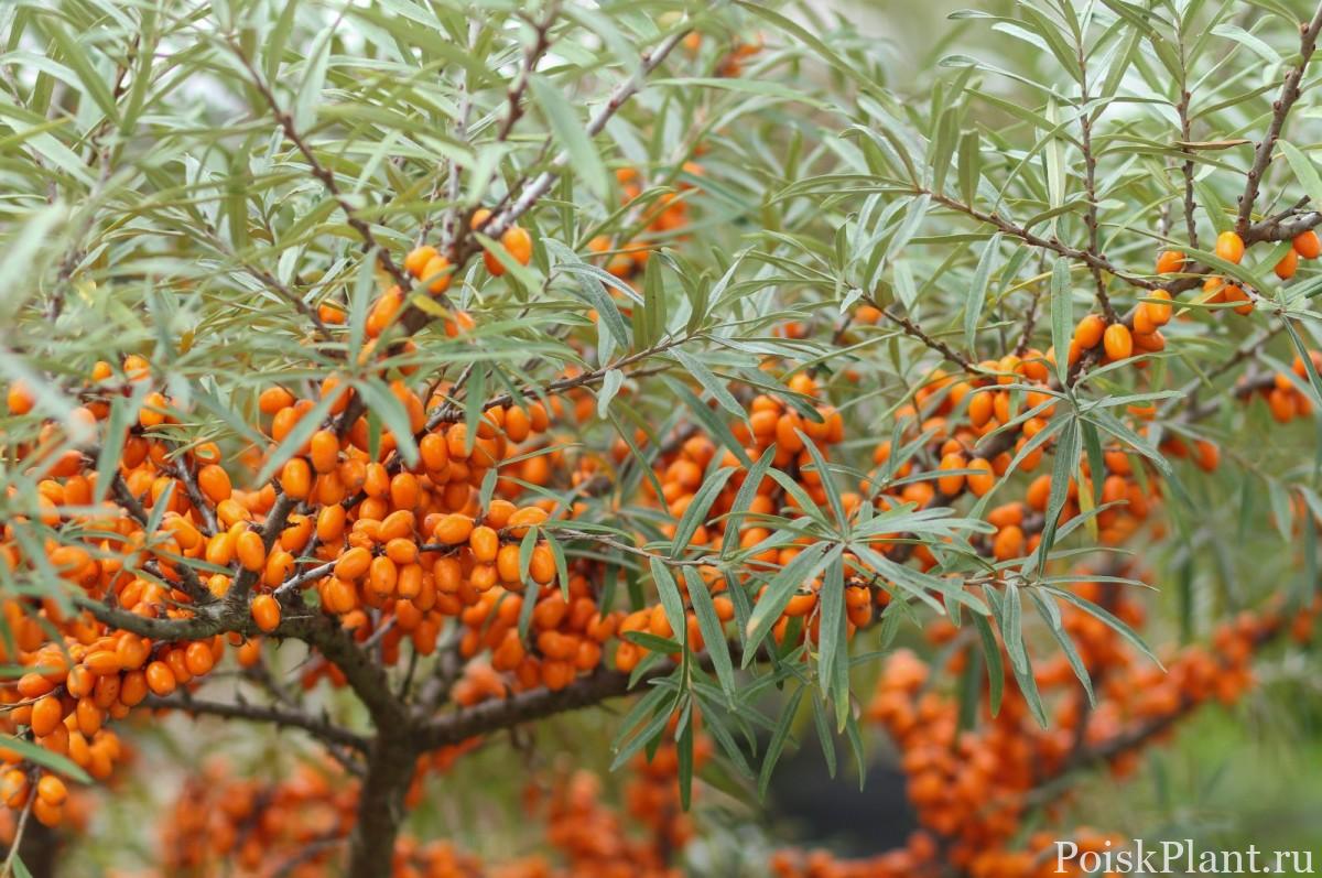 Облепиха Облепиха