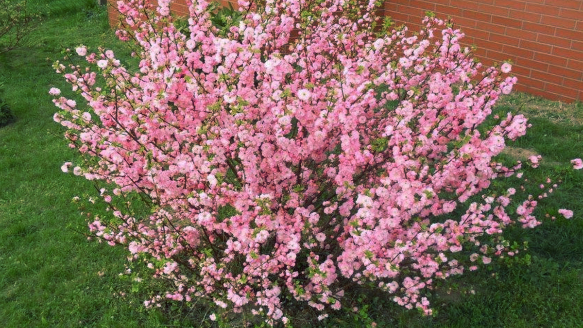 Миндаль обыкновенный Миндаль обыкновенный