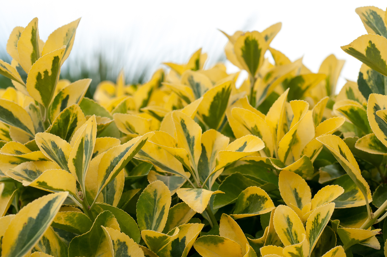 Бирючина золотистая